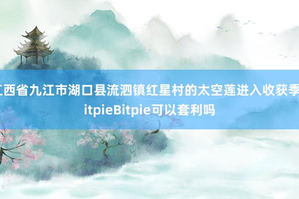 江西省九江市湖口县流泗镇红星村的太空莲进入收获季bitpieBitpie可以套利吗